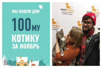 Мы помогли котику Дыму снова стать домашним, ура!
