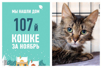 Отправляется домой годовалая кошка Аленушка!