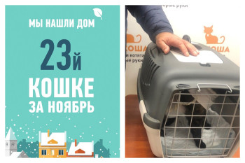 Чтобы найти хозяина для годовалой Рябушки, потребовалось меньше месяца!