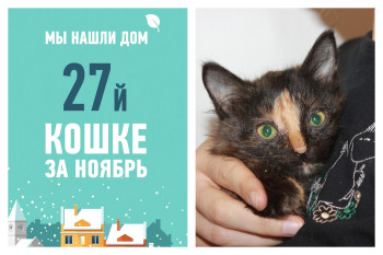 Меньше чем за месяц маленькая Мушинка стала домашней!