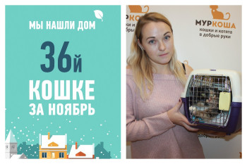 Вот это да! Обрела дом и любящую хозяйку кошка Пеппита!