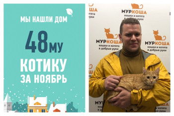 Купидон обрел дом спустя полтора месяца в приюте!