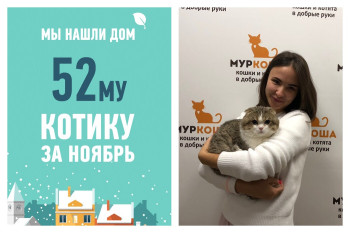 Котик Сапфир вновь обрел дом!