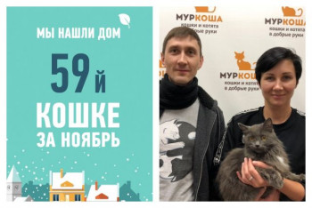 У годовалой кошки Лолиты вновь появились хозяева!