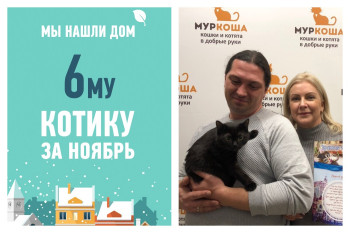 Застенчивый Дукат стал домашним любимцем!