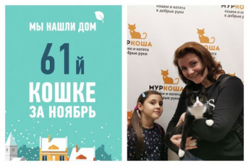 У найденной на улице кошки Селебрити начинается домашняя жизнь!
