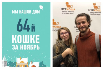 Отправляется в счастливую жизнь юная кошка Суматра!