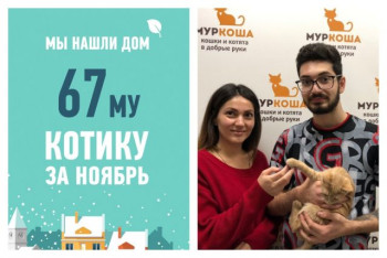 Спустя три недели в приюте у котенка Оранджа появились хозяева!