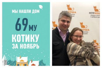 У двухлетнего котика Лулье появились любящие хозяева!