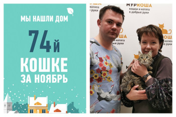 Три недели на поиск заботливых хозяев для кошки Малышеньки!