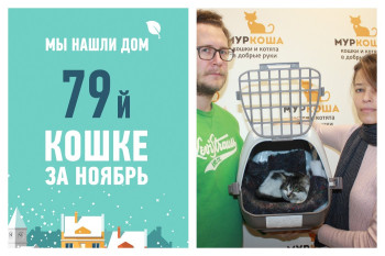 Кошка Пушаня рада познакомить вас с своей новой семьей!
