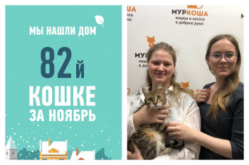 Домашняя сказка начинается у двухлетней кошки Чичиты!