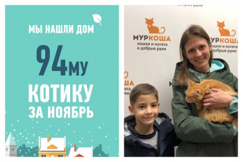 Мы помогли котику Херувиму стать домашним всего за два месяца!