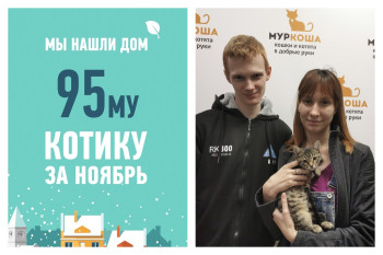 Котенок Индиго стал домашним любимцем!