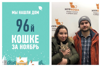 Провожаем в домашнюю жизнь кошку Ибицу!