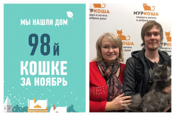 Всего полтора месяца на поиск дома для кошки Ламы!