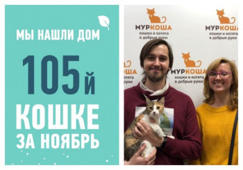 Провожаем в счастливую жизнь кошку Долорес!