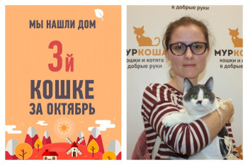 Мы помогли кошке Агами стать домашней всего за два месяца!
