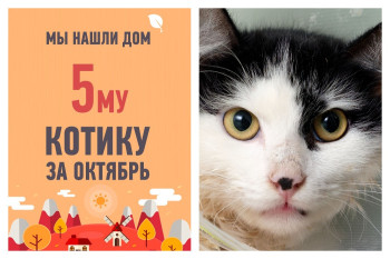 Долгожданное счастье нашло котика Пелвиса!