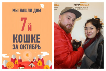Мы нашли дом для кошки Шоколадки всего за три недели!