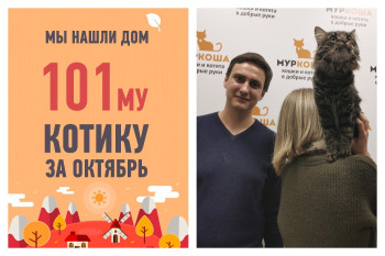 Мы помогли снова стать домашним коту Зигги!