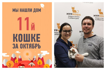 Своя семья появилась и у годовалой кошки Спарты!