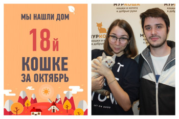 Спустя месяц отправляется в новый дом кошка Анечка!