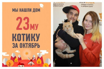 Кот Кусочек, которого предали люди, снова стал домашним!