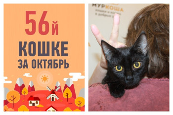 Царственная Мадам отправляется в новое королевство!