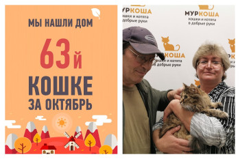 Кошка Фазенда снова стала домашней!