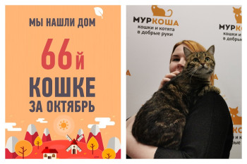 У годовалой уличной кошки Мабл появилась хозяйка!