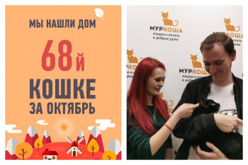 Кошка Марго нашла новых хозяев!