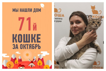 Преданная людьми кошка Тесса отправляется в новый дом!