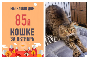Двухлетняя кошка Асечка отмечает новоселье!