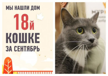 Трехлетняя Касенька, у которой умерла хозяйка, снова стала домашней!