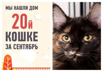 Спустя неделю нашла дом красавица Мотя!