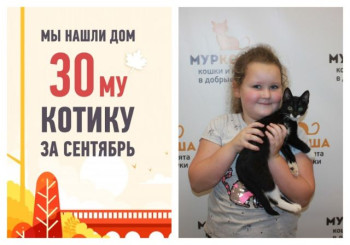Менее, чем за месяц котенок Лапулик стал домашним!