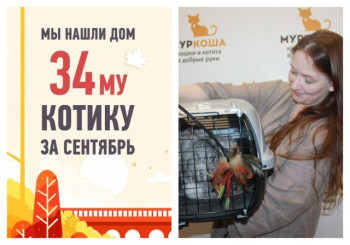У трехлетнего котика Руфуса появилась заботливая хозяйка!