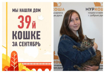 Стала домашней двухлетняя кошечка Мира, найденная на улице!