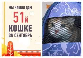 Мы помогли кошке Бэйби снова стать счастливой!