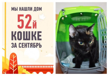 Провожаем домой десятимесячную кошку Юлу!