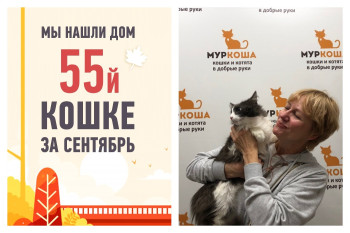 Всего полтора месяца на поиск дома для кошки Саяны!