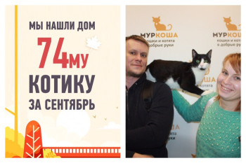 Своя семья появилась и у кота Казантипа!