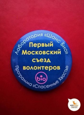 Сотрудники "Муркоши" на "Первом Московском съезде волонтёров"