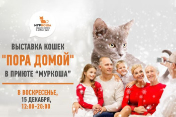 15 декабря в приюте "Муркоша" праздничная выставка "Пора домой!"