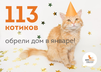 Новый рекорд в приюте "Муркоша"!