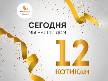 Нашли дом 12 котикам за день!
