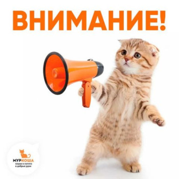 Акция на приём новых котиков!