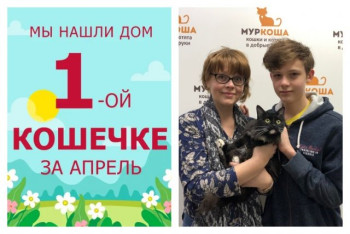 Спустя две недели отправилась в новый дом кошечка Черника!