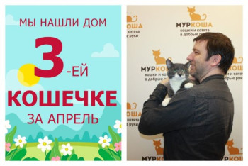 Кошечка Мирослава отправилась в новую счастливую жизнь!